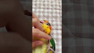 ♥️ #노란머리카이큐 #카이큐 #parrot #whitebelliedcaique #caique