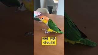 앵이전용 이쑤시게.                   #카이큐 #parrot #birds #cute #앵무새 #pets