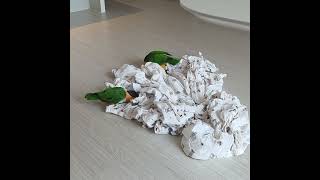 일요일, 서핑하는 모카롱 #카이큐