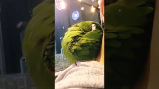 선생님 편안해도 좀 내려와 주시면 안될까요 #한스마카우