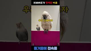 러브버드가 코카투 앵무새를 정색한 이유 #재미있는 #웃긴영상 #웃참