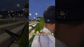 마로: 못 참겠다구‼️ #말하는앵무새 #한스마카우 #아…