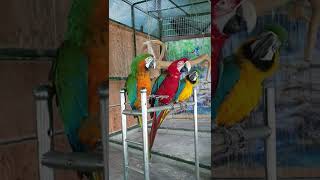 금강앵무 3총사 ㅎㅎ