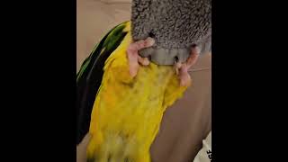 수건 가지고 노는 아기앵무새 #노란머리카이큐 #앵무새 #카이큐앵무새 #카이큐 #birds #parrot