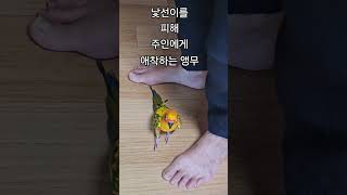 앵무새 애착 행동   #앵무  #앵무새  #불안완화