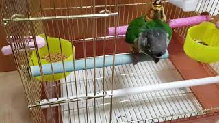 [앵무파파] 초롱이 육추기에서 새집으로 이사했어요! […