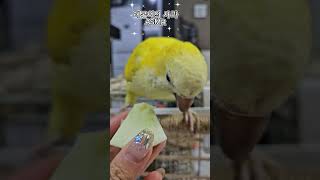 사과를 좋아하는 레몬이 ㅎㅎ #루티노퀘이커 #모란앵무 #퀘이커앵무새 #앵무새 #앵무새목욕 #앵무새과일#앵무새레몬이