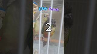 사촌이 키우는 앵무새 입니당 (민트색)#랄라 #앵무새 #앵무새랄라