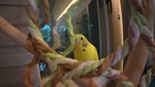 [퀘이커 앵무] 둘이 잠안자고 놀이터에서 접선하려다 들…