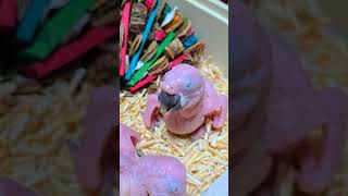 청금강 아이들이예요. #birdslover #parrot #pets #birds #cute #animals #사계절앵무새 #앵무새성장 #앵무새분양