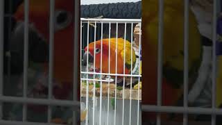 썬코 고추 먹방