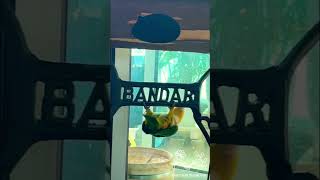 카이큐 둥지탈출