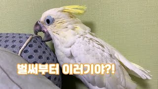 앵무새 함부로 키우면 안되는 이유!