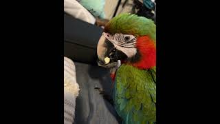8 month old macaws beak streng…