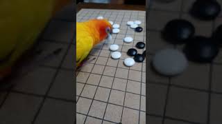 바둑두는썬코뉴어앵무새