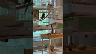 앵무새 카페 다녀온 후 집이 최고☺️