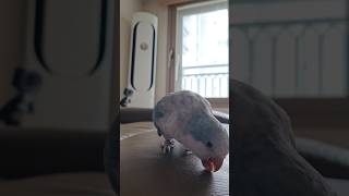 [퀘이커 앵무] 두번째 방문 | 편안해진 까꿍 #parrot #quakerparrot #편안한 #까꿍이