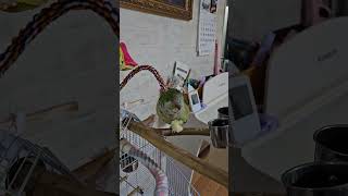 앵구의 식빵 먹방 #앵구#식빵#먹방#앵무새#퀘이커