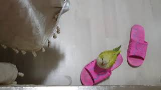 앵무새 엄마 부르며 애교작렬 태리