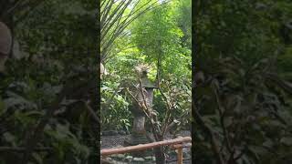 청금강!!#birds #마카우