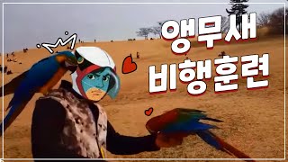 금강앵무 자유비행 훈련