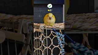 요즘 말하기시작하는 레몬이 ㅎㅎ #루티노퀘이커 #모란앵…