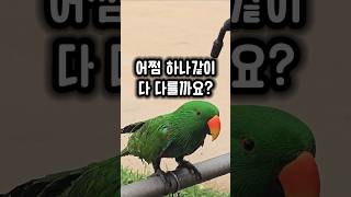 시원하라고 물을 뿌려줬더니 반응이 다 달라요 #앵무새 …