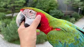 [루카의모험] 불금에 할리퀸 마카우 루카가 노는 법