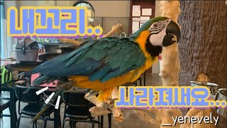 내 꼬리 어디갔지..