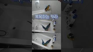 사워하는 청금강 앵무새 카라
