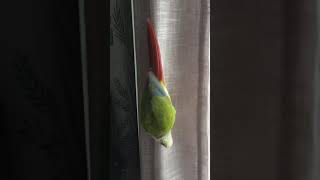 커텐을 좋아하는 소망이(코뉴어)