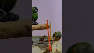 쟈딘, 세네갈 앵무새