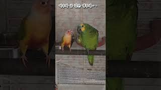 [예삐]고추강탈                      …