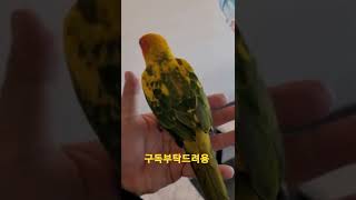 썬코뉴어앵무새 #shorts