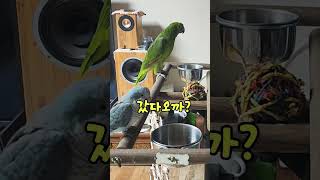 저번에 해쁘던가 아마존 앵무새 아리 #parrot #아…