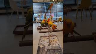 #썬코뉴어 #퀘이커 #앵무새 #코뉴어 #퀘이커말 #시추…