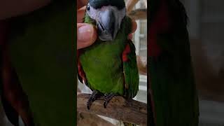 한스마카우 앵무새 #parrot
