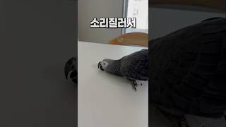 낯선 공간에서 조용해지는 앵무새  회색앵무 잠바
