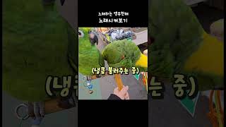 그래 노래해봐 #노래하는앵무새 ##아마존앵무새
