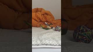 혼자서도 잘 놀아요 #birds #parrot #cut…