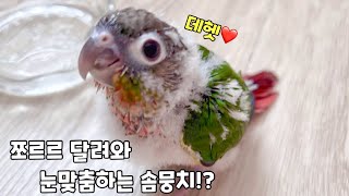 쓰담쓰담 해달라며 쪼르르 달려와 배솜털 내미는 아기앵무새!#앵무새키우기#코뉴어키우기