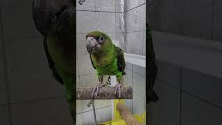 앵무새 입질교정. 청모자 아마존과 동거하는 1살 쟈딘앵…