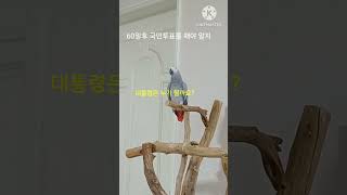 앵무새ㅡ순돌아 국민투표를 해야 알지