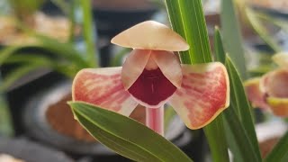 11월25일 금요일 좋은 품종들 10분 준비했습니다