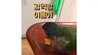 감먹는코뉴어 여름이