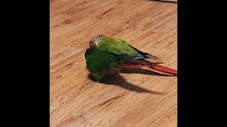 당근. 싸움ㅋㅋ