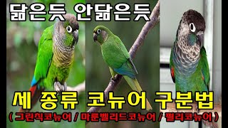 코뉴어정보_세 종류 코뉴어 구분방법(그린칙코뉴어 / 마…