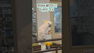 코카투에게 영양바 보여주면~