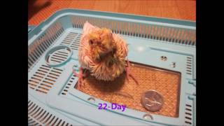 Photographs About The Development Of Cockatiel (for 35 days) (왕관앵무새)