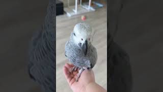 앵아지같은 회색앵무 바다#회색앵무새